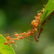 Ecology