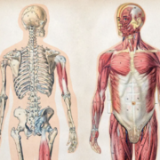 Anatomy (everything but picture identification)