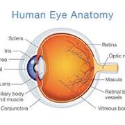 Anatomy and Physiology for Eye Care Technology
