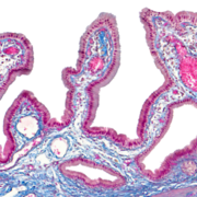 Examen 2- Corps Humain II (40%) Histologie, embryologie et physiologie