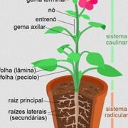 Morfologia Vegetal