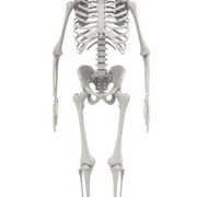 Higher Human Biology