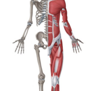 Musculosquelettique Ju