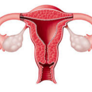 Mammaire et Gynéco JU