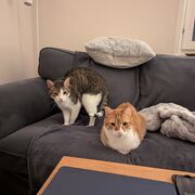 02. Sjukvård (Realia)