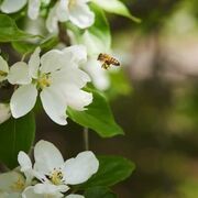 Arella Näringar Och Framtida Utmaningar