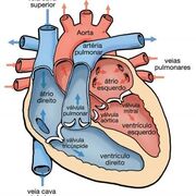 Anatomía