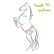 Helen's Equine (week 5) cards