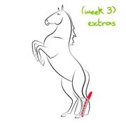 Helen's Equine (week 3) cards