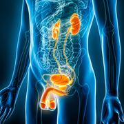 MED-1208 - Urinaire - Examen 2