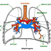 K2-S2 : UE4 Anatomie
