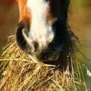 AMHP - Animal Nutrition & Housing