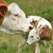 AMHP - Animal Reproduction Strategies