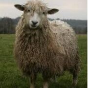 AMHP - Animal Health & Management 1