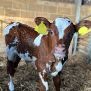 AMHP - Workbook Condensed