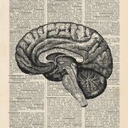 Neurociências (Machado 4°ed.)