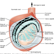 College Bio 1 (BIO 125)