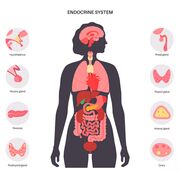 NUR 405 - Wk 4 - Endocrine/DM