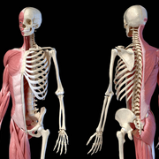 NUR 405 - Wk 5 - MSK/Arthritis