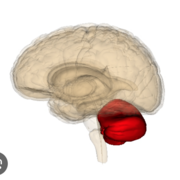 Neurologie - Cérébelleux
