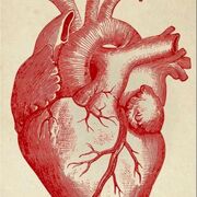 ANATOMIA