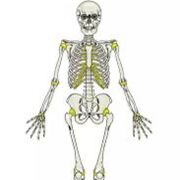 Laboratoire Final - Anatomie et physiologie #2 (session 2)