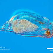 BIA1401 - Microorganismes