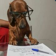 Ordinario Pato clinica