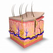 DERMA XAVIER