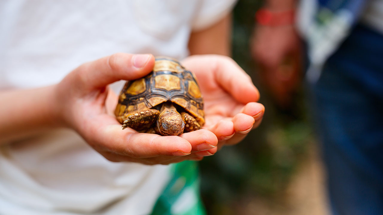 Boarding for pocket pets and reptiles