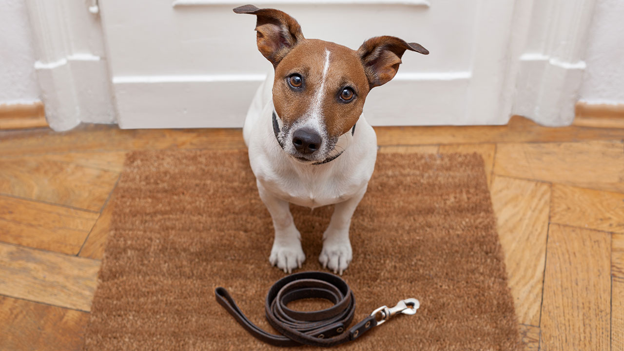 Athomedogwalking