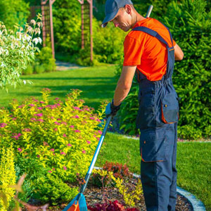 Yard cleanup