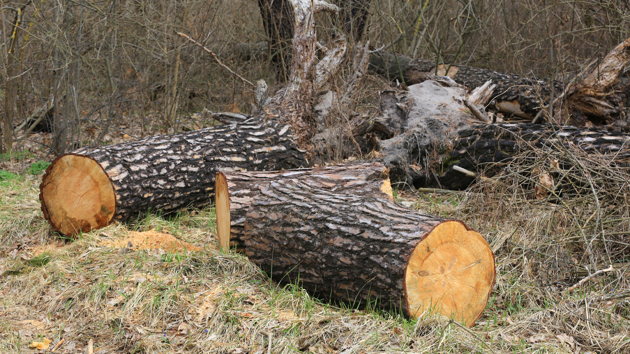 Emergency tree removal