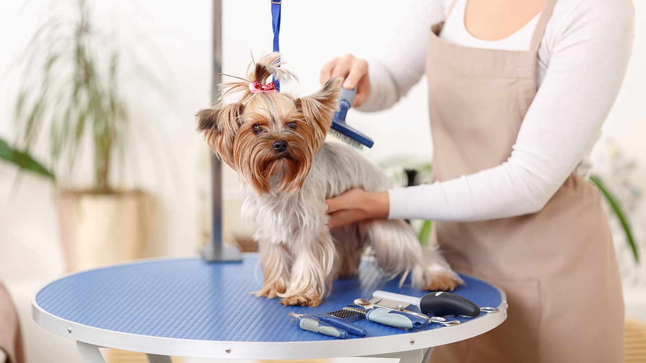 Pet grooming