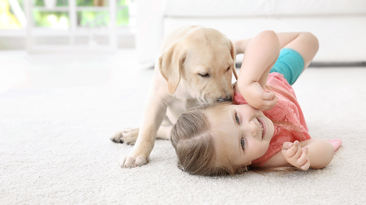Puppy training