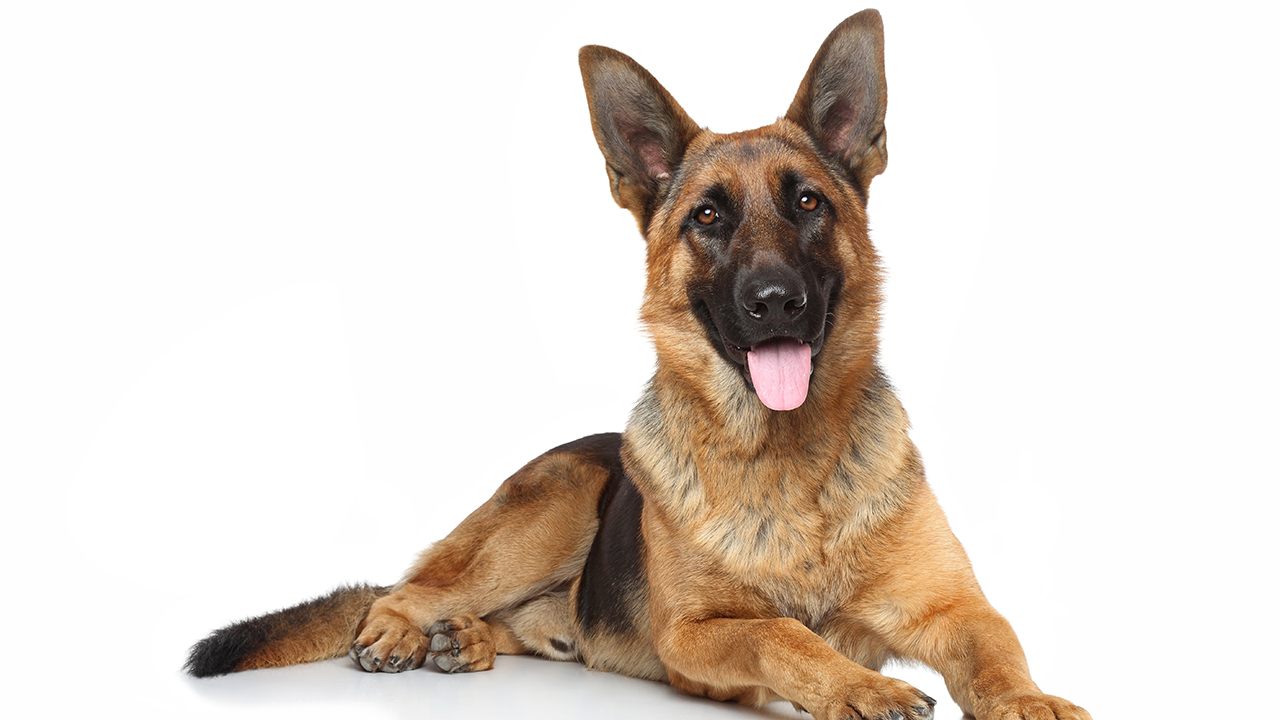 European german shepherd breeding