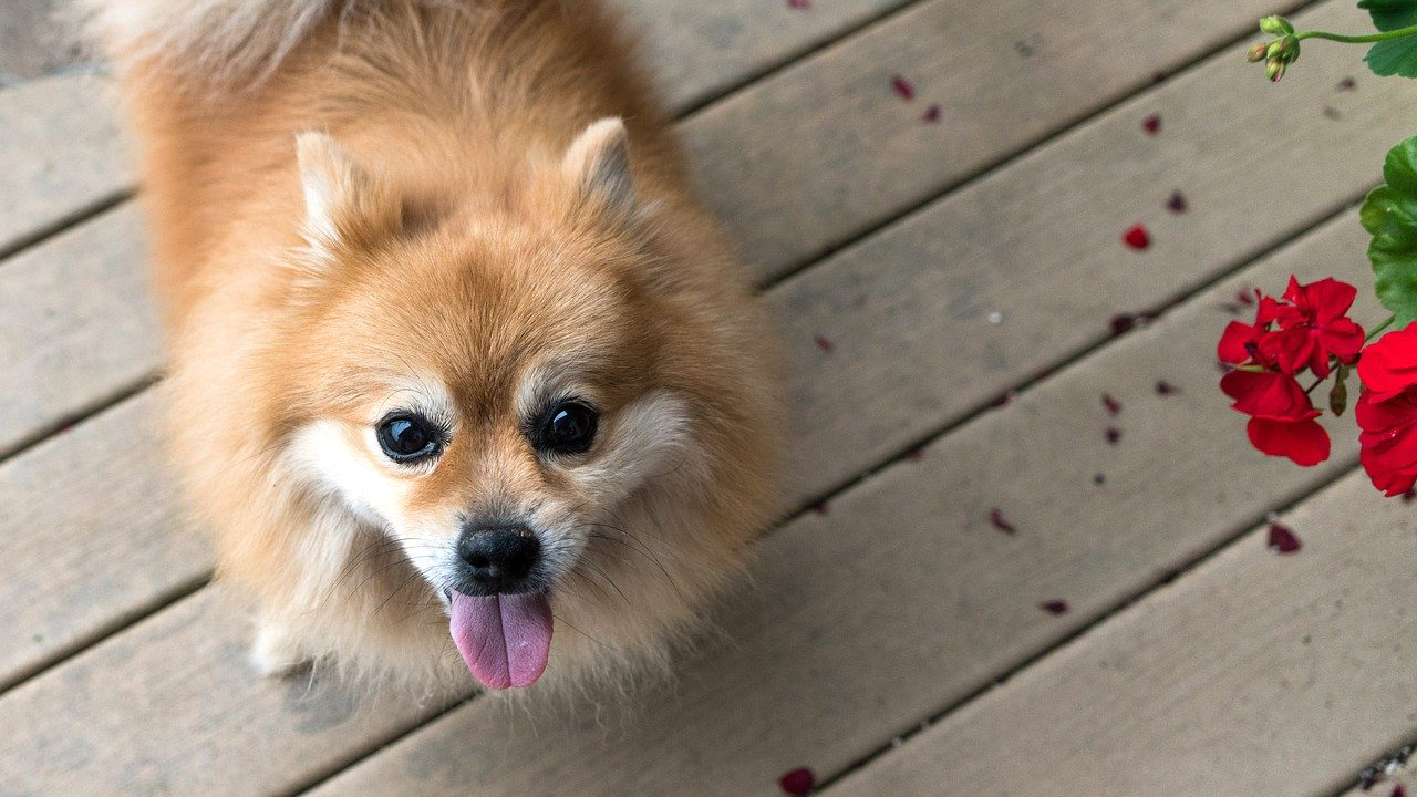 Pet Groomer Jenny & Lily's Mobile Pet Grooming Northport, AL