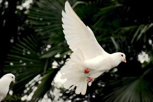Dove-in-flight-medium