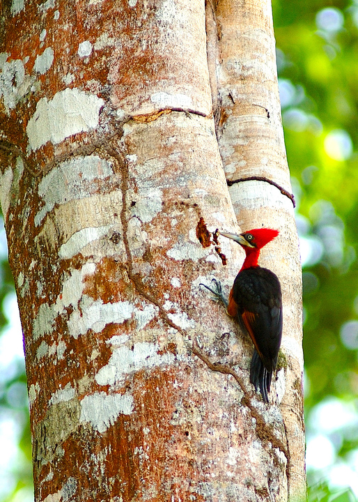 Red%20headed%20woodpecker web