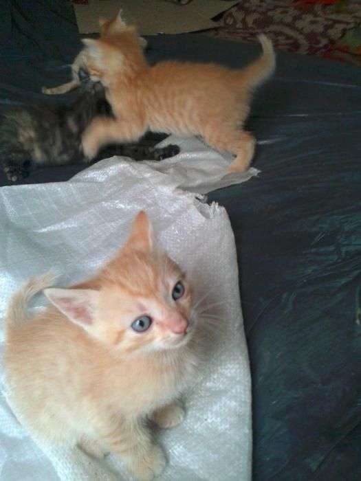 Adoptie Pui De Pisica Bucuresti in Bucuresti