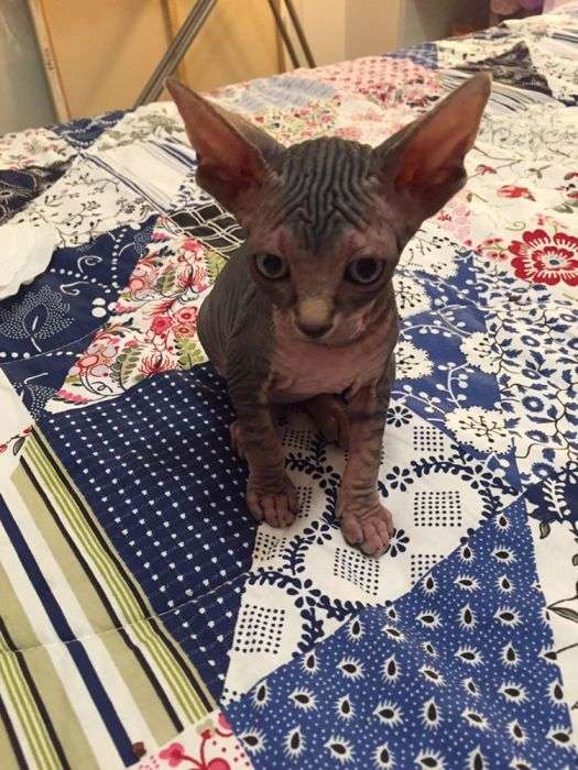 Pui Pisica Sphynx Fetita in Bucuresti