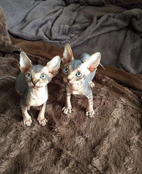 Pui Pisica Sphynx Fetita in Bucuresti