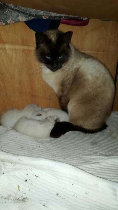 Pisici Birmaneze in Caracal