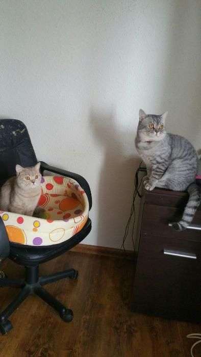 Vand Pui Pisica British Shorthair in Buzau