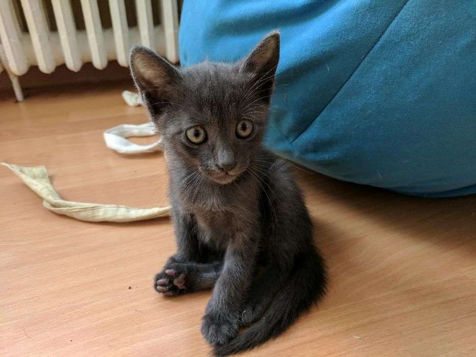 Pui Pisica Spre Adoptie in Bucuresti