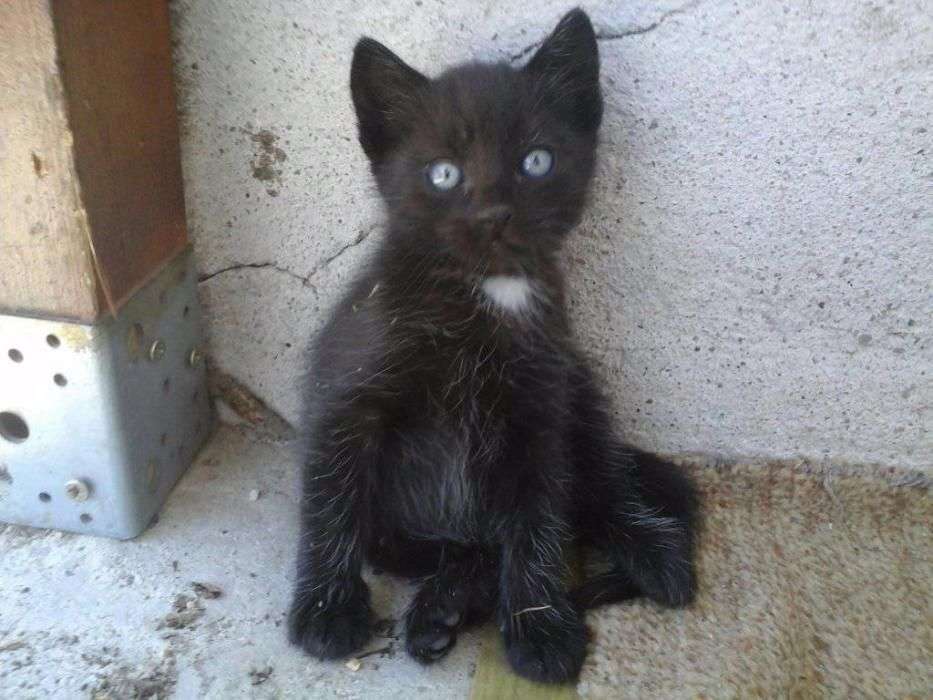 Anunturi Gratuite Animale de companie- Caini, pisici in Arges