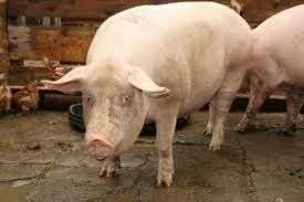 Anunturi Gratuite Animale Domestice Si Pasari Porci In Braila Insuratei