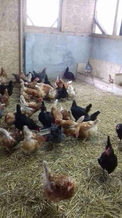 Vand Gaini Ouatoare In Gherla