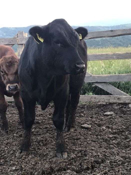 Anunturi Gratuite Animale Domestice Si Pasari Vaci In Sibiu Sibiu