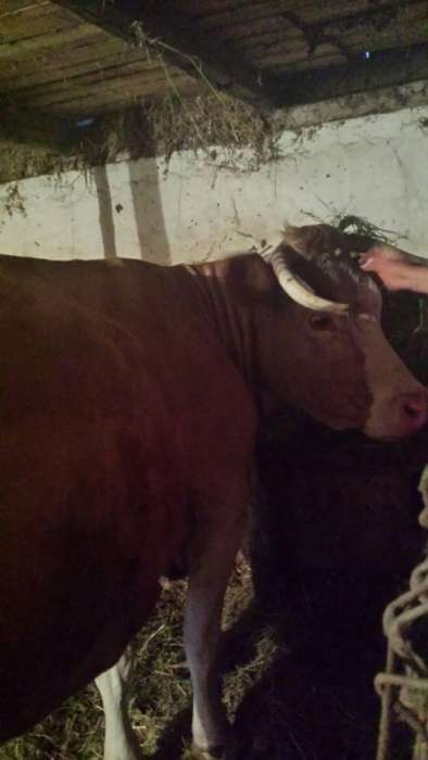 Anunturi Gratuite Animale Domestice Si Pasari Vaci In Suceava Pagina 4